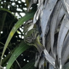 Myiopagis viridicata