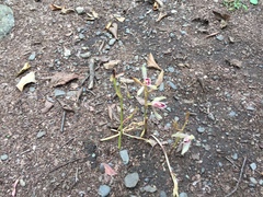 Cymbidium macrorhizon