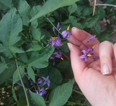 Solanum dulcamara