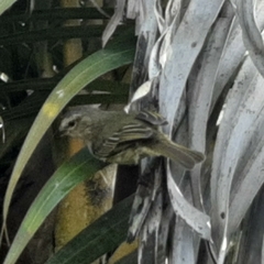 Myiopagis viridicata