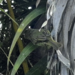 Myiopagis viridicata