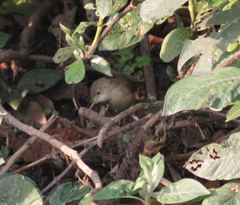 Acrocephalus scirpaceus