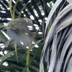 Myiopagis viridicata