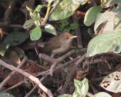 Acrocephalus scirpaceus