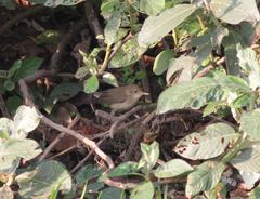 Acrocephalus scirpaceus