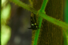 Leptocentrus