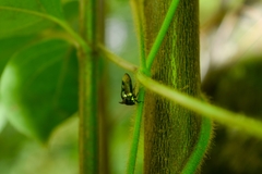 Leptocentrus