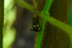 Leptocentrus