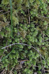 Plagiomnium venustum