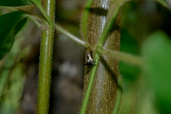 Leptocentrus