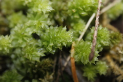 Plagiomnium venustum