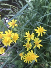 Packera crocata