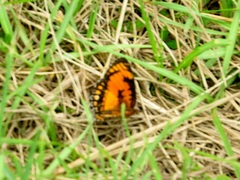 Byblia anvatara acheloia