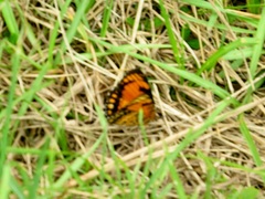 Byblia anvatara acheloia