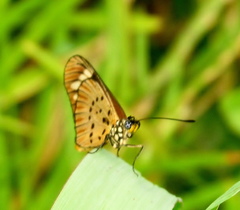 Acraea encedon encedon