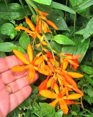 Crocosmia aurea