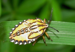 Piezosternum calidum