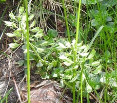 Lepidium hirtum