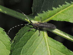 Agapanthia lederi
