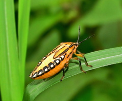 Piezosternum calidum