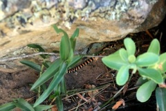 Homoroselaps lacteus