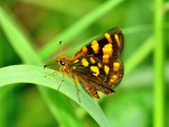 Metisella metis paris