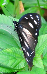 Hypolimnas anthedon wahlbergi
