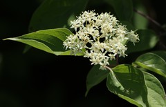 Cornus drummondii