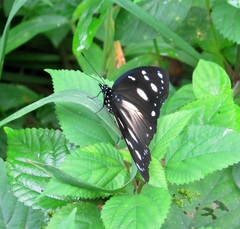 Hypolimnas anthedon wahlbergi