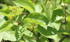 Cornus drummondii