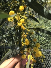 Phyllodineae