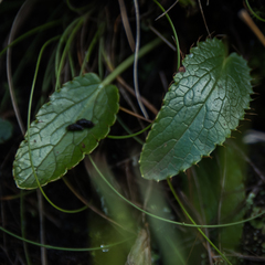 Alepidea