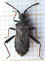 Loxocnemis dentator