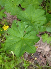 Alchemilla heptagona