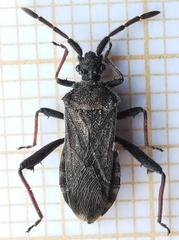 Loxocnemis dentator