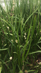 Sparganium erectum