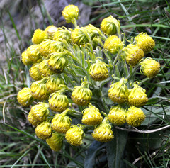 Senecio isabelis