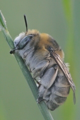 Anthophora femorata