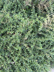 Cotoneaster apiculatus