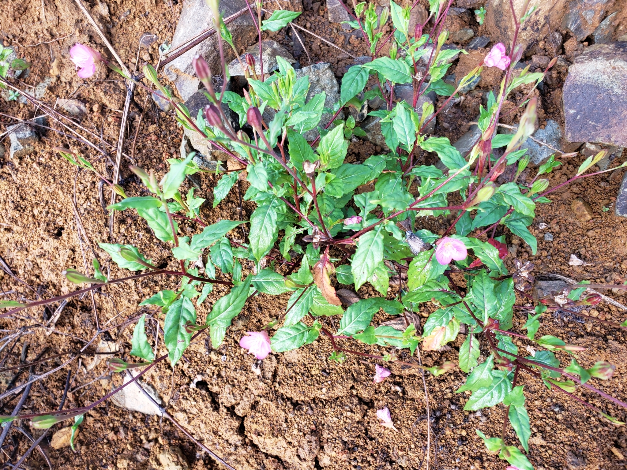 Oenothera image