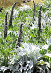 Lupinus luisanae ocetensis