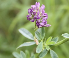 Luzerne (Medicago sativa): Herkunft und Verwendung — Foto 2