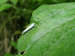 Yponomeuta multipunctella