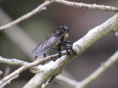 Promachus painteri