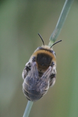 Anthophora femorata