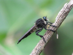 Promachus painteri