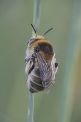 Anthophora femorata