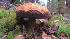 Austroboletus
