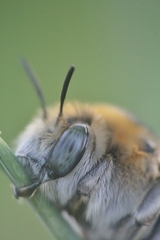 Anthophora femorata