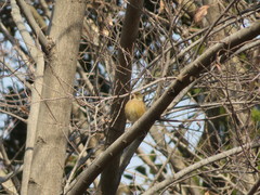 Chloris sinica